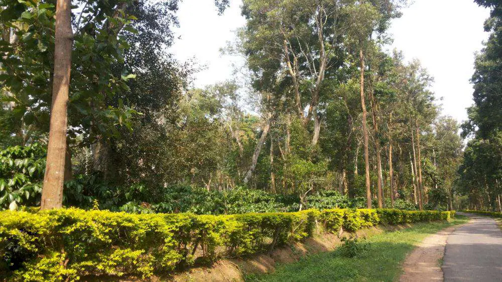 20 acres coffee estate for sale in coorg